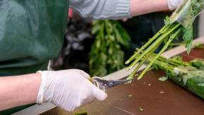 Post-Harvest Handling